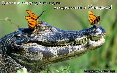 Котоматрицы свежие развеселые