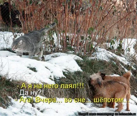 Котоматрицы свежие развеселые