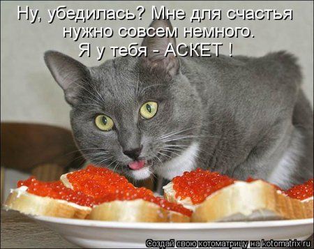 Котоматрицы свежие развеселые