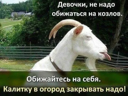 Порция настроения в подборе веселых картинок Порция настроения в подборе веселых картинок
