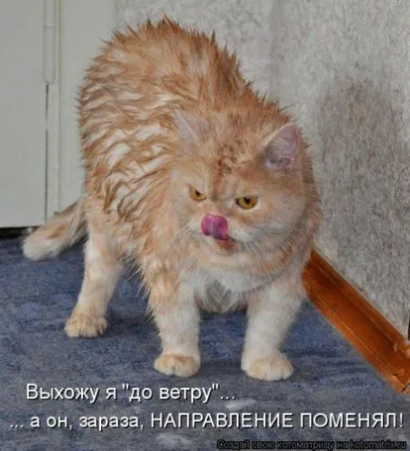 Фотоприколы про котов