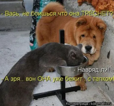 Фотоприколы про котов