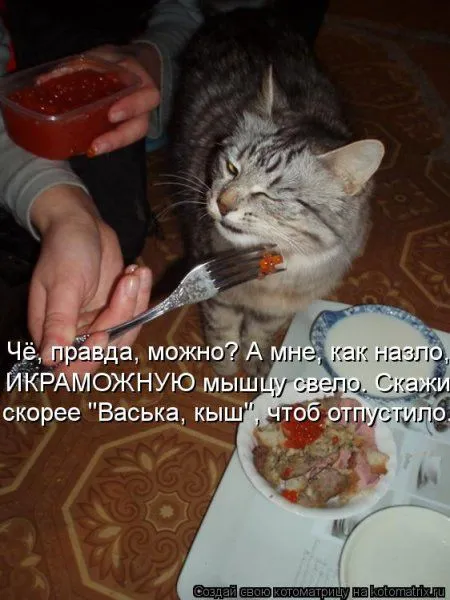 Фотоприколы про котов