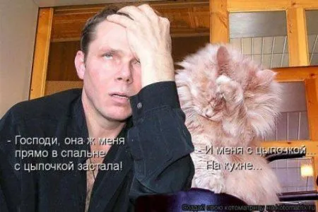 Фотоприколы про котов