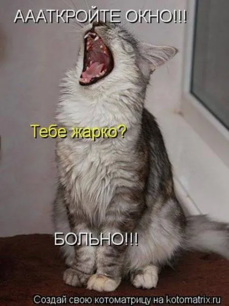 Фотоприколы про котов