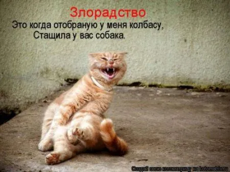 Фотоприколы про котов