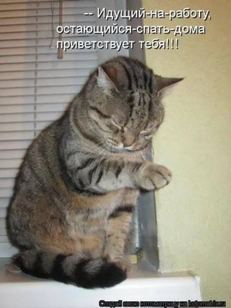 Фотоприколы про котов