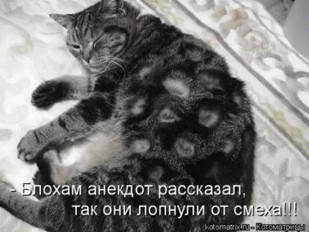 Фотоприколы про котов