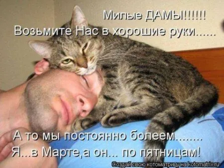 Фотоприколы про котов