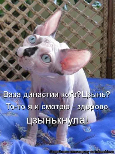 Фотоприколы про котов