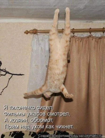 Фотоприколы про котов