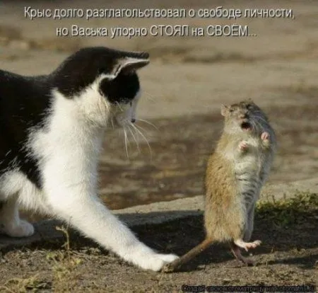 Фотоприколы про котов