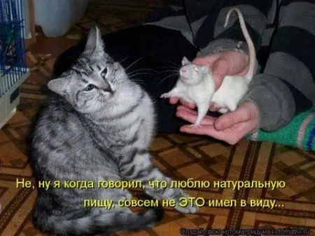 Фотоприколы про котов