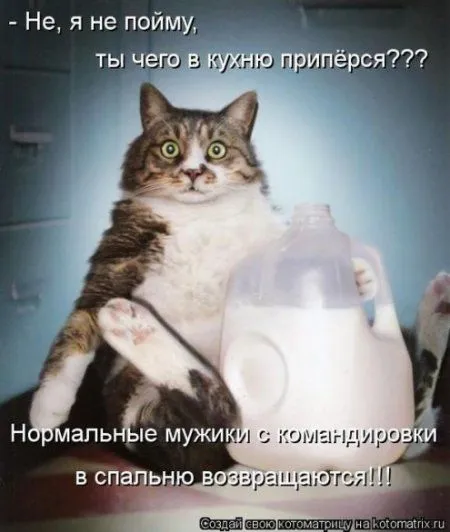 Фотоприколы про котов