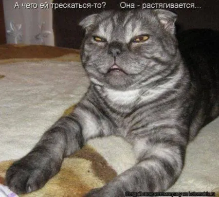 Фотоприколы про котов