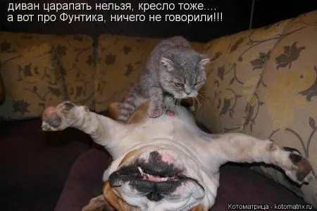 Котоматрицы для любителей котов и юмор Котоматрицы для любителей котов и юмор