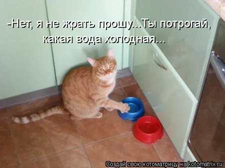 Котоматрицы для любителей котов и юмор Котоматрицы для любителей котов и юмор