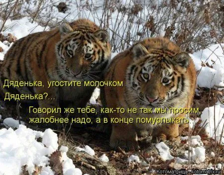 Котоматрицы для любителей котов и юмор Котоматрицы для любителей котов и юмор