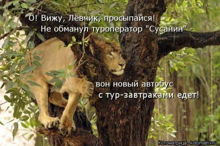 Котоматрицы для любителей котов и юмор Котоматрицы для любителей котов и юмор
