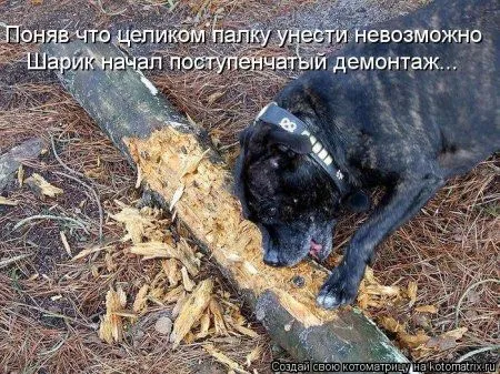 Котоматрицы для любителей котов и юмор Котоматрицы для любителей котов и юмор