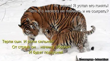 Котоматрицы для любителей котов и юмор Котоматрицы для любителей котов и юмор