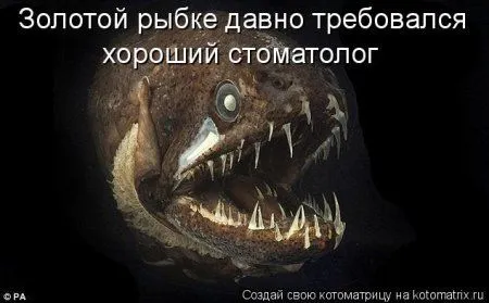 Котоматрицы для любителей котов и юмор Котоматрицы для любителей котов и юмор
