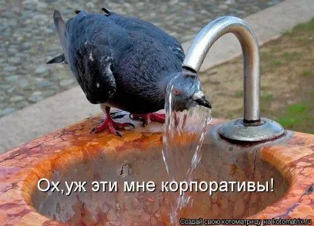 Котоматрицы для любителей котов и юмор Котоматрицы для любителей котов и юмор