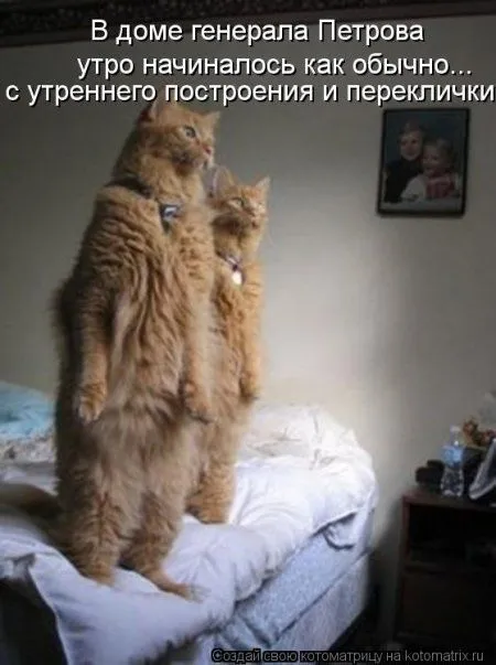 Котоматрицы для любителей котов и юмор Котоматрицы для любителей котов и юмор