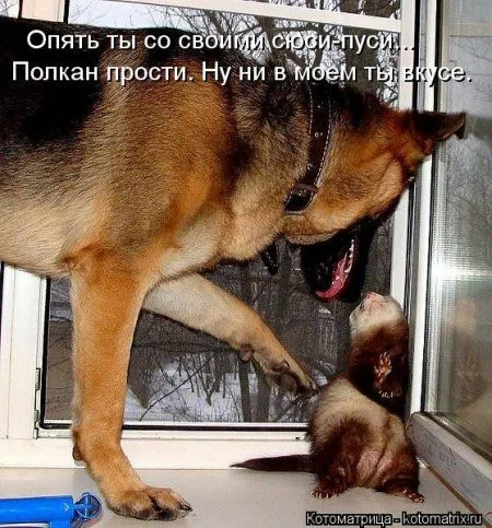 Котоматрицы для любителей котов и юмор Котоматрицы для любителей котов и юмор
