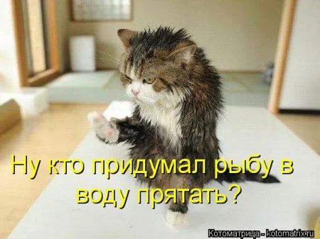 Котоматрицы для любителей котов и юмор Котоматрицы для любителей котов и юмор