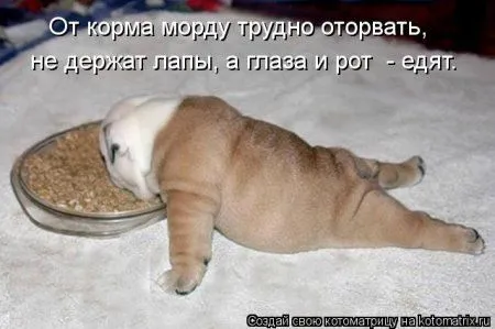 Котоматрицы для любителей котов и юмор Котоматрицы для любителей котов и юмор