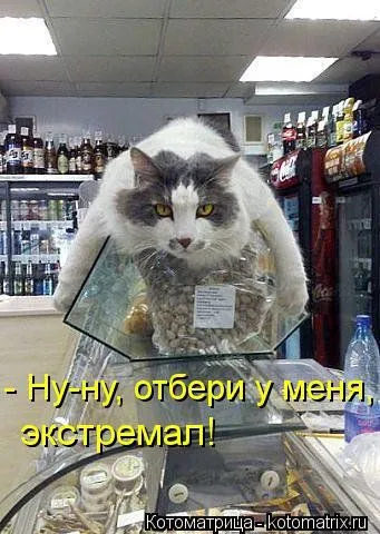 Котоматрицы для любителей котов и юмор Котоматрицы для любителей котов и юмор