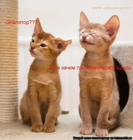 Котоматрицы для любителей котов и юмор Котоматрицы для любителей котов и юмор