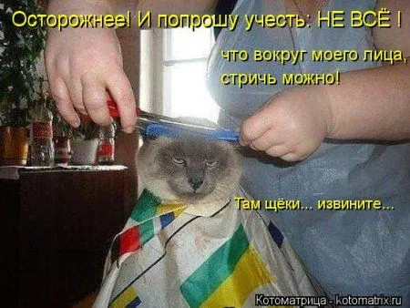 Котоматрицы для любителей котов и юмор Котоматрицы для любителей котов и юмор