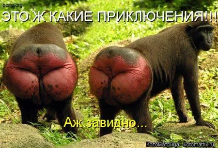 Котоматрицы для любителей котов и юмор Котоматрицы для любителей котов и юмор