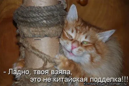 Котоматрицы для любителей котов и юмор Котоматрицы для любителей котов и юмор