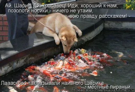 Котоматрицы для любителей котов и юмор Котоматрицы для любителей котов и юмор