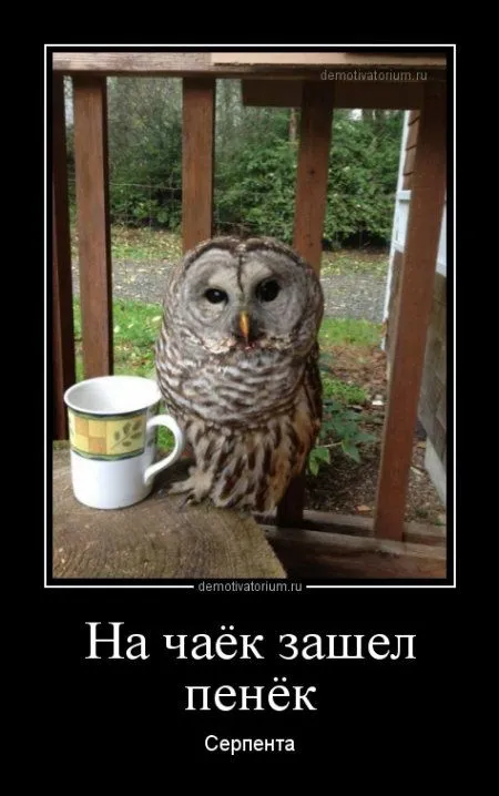 ВАШИ любимые демотиваторы