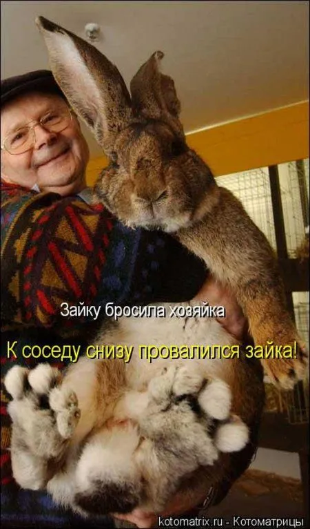 Понедельник не страшен с котомашками. две страницы