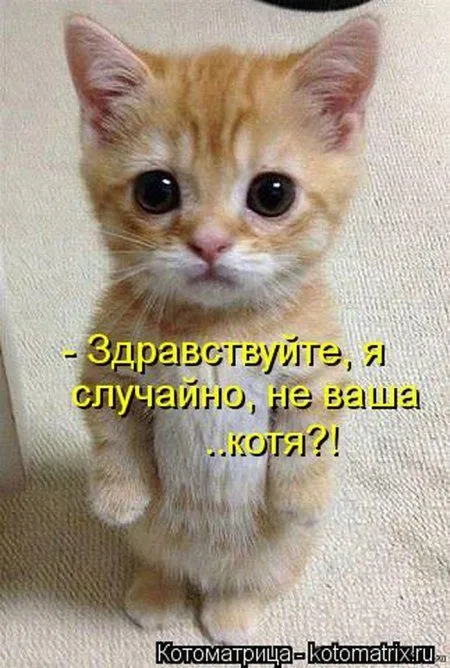 Понедельник не страшен с котомашками. две страницы
