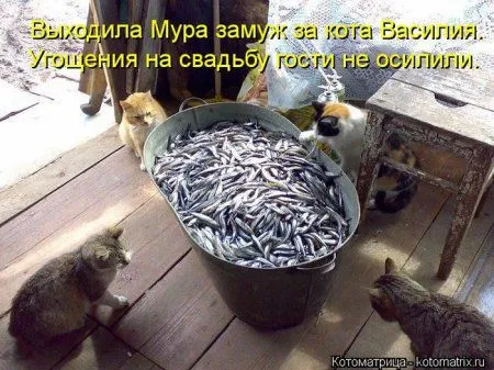Понедельник не страшен с котомашками. две страницы