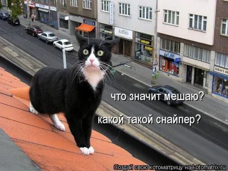 Понедельник не страшен с котомашками. две страницы