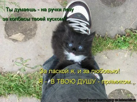 Понедельник не страшен с котомашками. две страницы