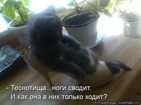 Понедельник не страшен с котомашками. две страницы