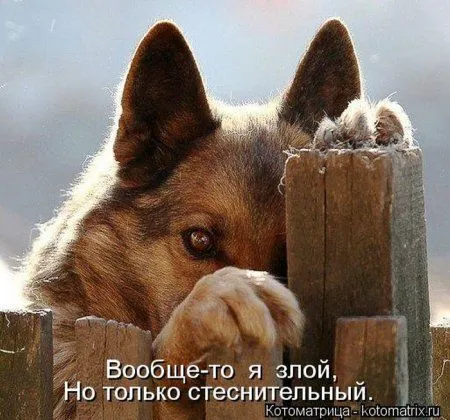 Понедельник не страшен с котомашками. две страницы