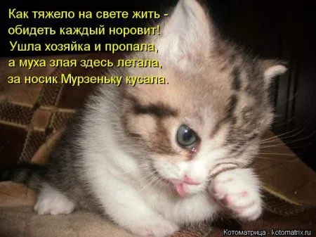 Понедельник не страшен с котомашками. две страницы