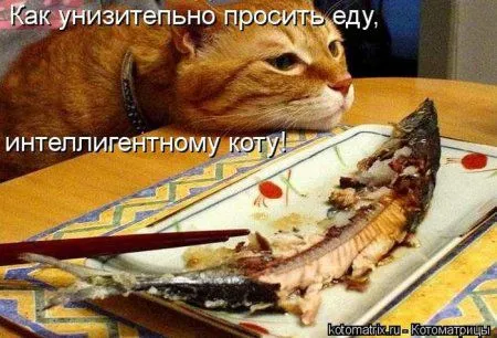 Понедельник не страшен с котомашками. две страницы