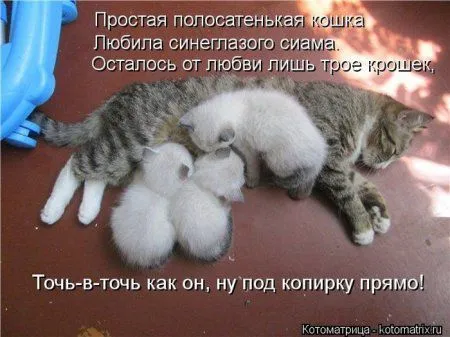 Понедельник не страшен с котомашками. две страницы