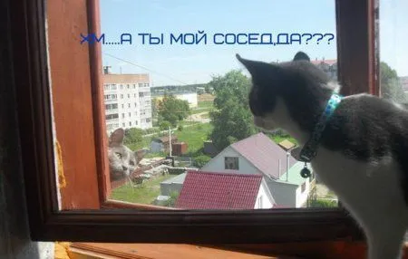 Картинки прикольные всем интересно будет Картинки прикольные всем интересно будет