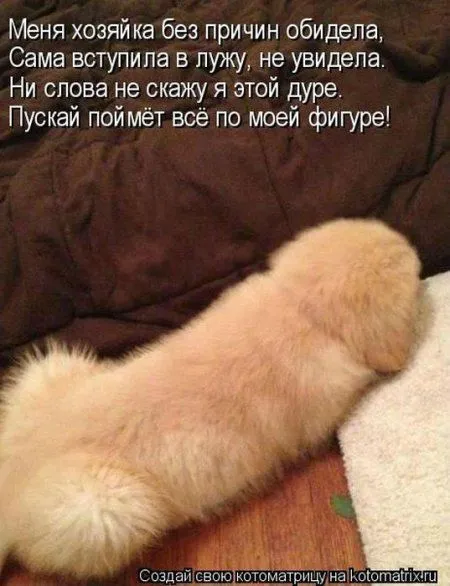 Котоматрица, смотрим и улыбаемся, или на ОБОРОТ :)